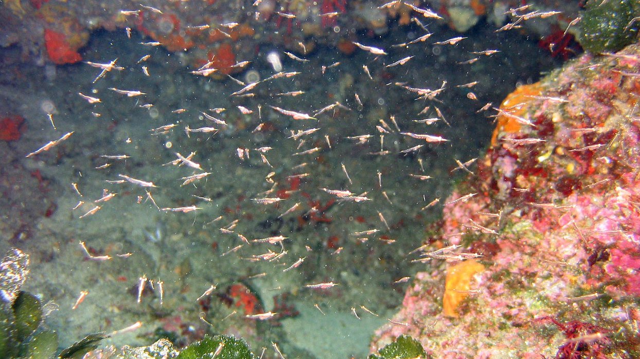 050 Crevettes pélagiques (Leptomysis sp).JPG - Crevettes pélagiques (Leptomysis sp) : Toujours en bancs au dessus du substrat